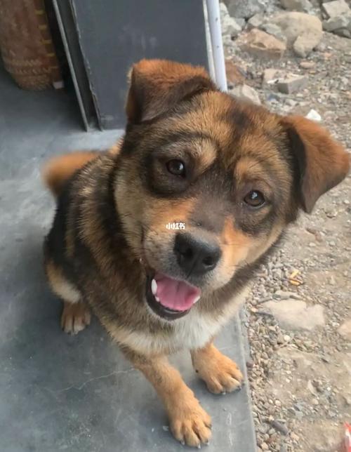 黑眼圈的狗狗叫什么名(黑眼圈的狗狗叫什么名子好听)-警犬训练器材厂家 _警犬训练用品_工作犬训练用品-南京开久警犬装备