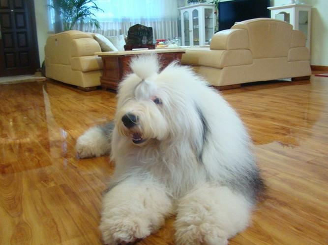 古代牧羊犬好养吗mdash【宠物圈】-警犬训练器材厂家 _警犬训练用品_工作犬训练用品-南京开久警犬装备