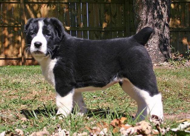 中亚牧羊犬的优点和缺点(中亚牧羊犬优缺点) - 警犬训练器材厂家 _警犬训练用品_工作犬训练用品-南京开久警犬装备-警犬训练器材厂家 _警犬训练用品_工作犬训练用品-南京开久警犬装备