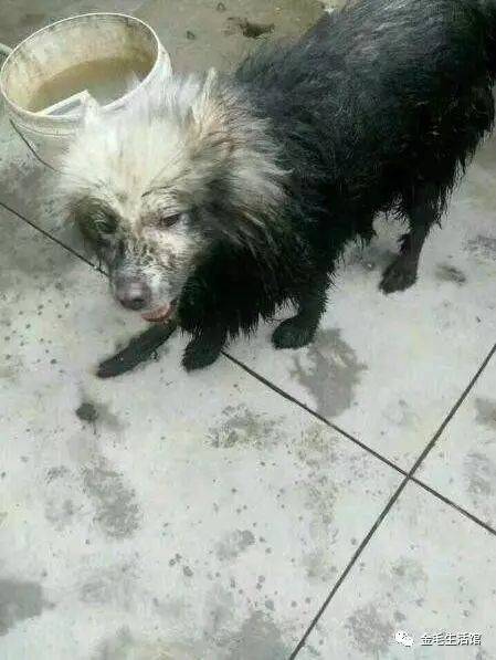 宠物狗掉进粪坑(宠物狗掉进粪坑一家四口)-警犬训练器材厂家 _警犬训练用品_工作犬训练用品-南京开久警犬装备