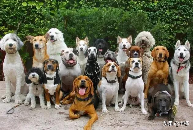 狗狗老是扒门想进卧室，狗狗老是扒门想出去-警犬训练器材厂家 _警犬训练用品_工作犬训练用品-南京开久警犬装备