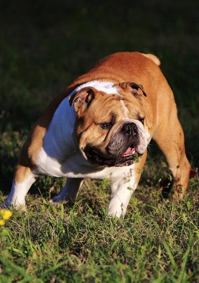 英国斗牛犬的特点和性格，斗牛犬的特点和性格介绍-警犬训练器材厂家 _警犬训练用品_工作犬训练用品-南京开久警犬装备