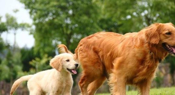 金毛犬的绰号(水浒传中绰号金毛犬的是哪一位)-警犬训练器材厂家 _警犬训练用品_工作犬训练用品-南京开久警犬装备