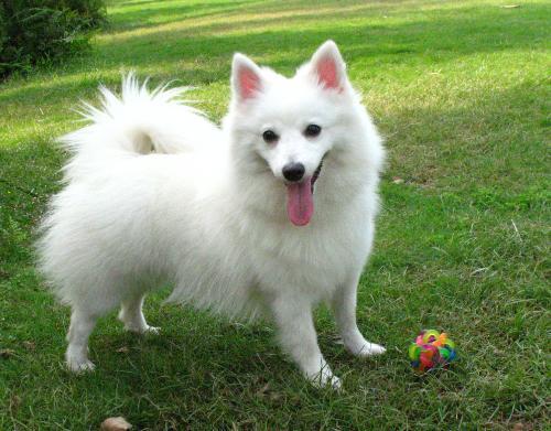 银狐犬和萨摩的区别成犬饲养，萨摩和银狐犬有什么区别-警犬训练器材厂家 _警犬训练用品_工作犬训练用品-南京开久警犬装备