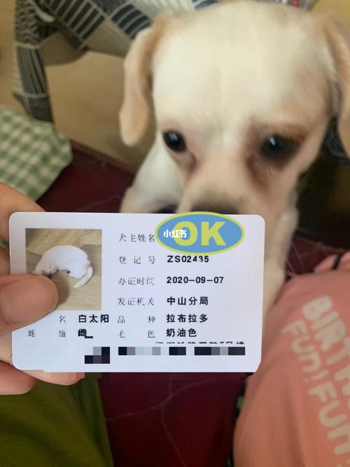 杭州拉布拉多犬办狗证(天津养拉布拉多犬能办狗证吗)-警犬训练器材厂家 _警犬训练用品_工作犬训练用品-南京开久警犬装备
