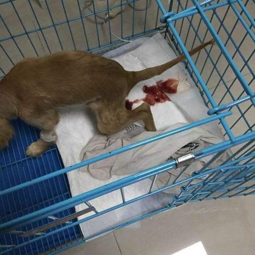 犬瘟热的各种症状(犬瘟热初期症状怎么治)-警犬训练器材厂家 _警犬训练用品_工作犬训练用品-南京开久警犬装备