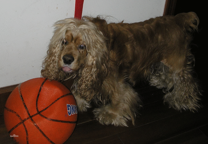 可卡犬的优点和缺点  美国可卡犬缺点-警犬训练器材厂家 _警犬训练用品_工作犬训练用品-南京开久警犬装备