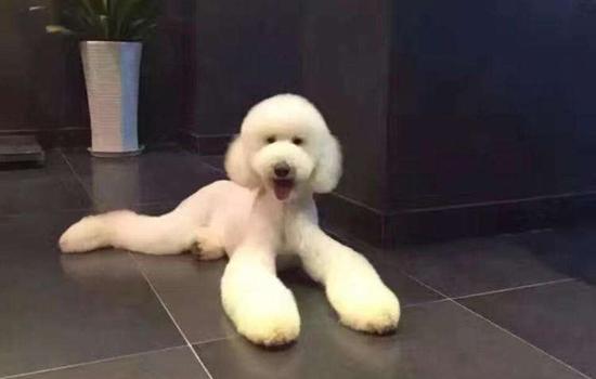 巨型贵宾犬食量对照表  贵宾犬体重与食量对照表-警犬训练器材厂家 _警犬训练用品_工作犬训练用品-南京开久警犬装备