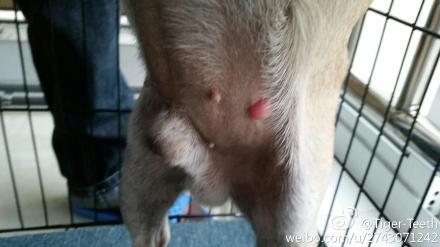 狗身上有个小鼓包硬的  狗身上有个小鼓包硬的不痛不痒-警犬训练器材厂家 _警犬训练用品_工作犬训练用品-南京开久警犬装备