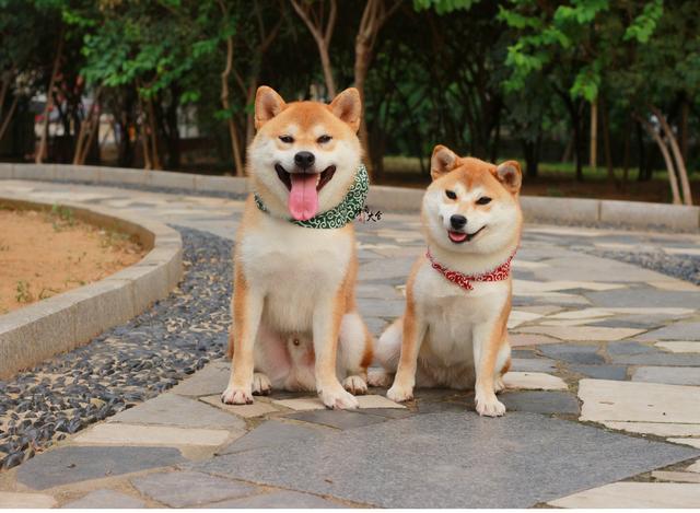 豆柴犬性格优缺点_豆柴犬的性格-警犬训练器材厂家 _警犬训练用品_工作犬训练用品-南京开久警犬装备