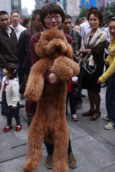 贵宾犬现在多少钱一只(贵宾犬多少钱一只白色)-警犬训练器材厂家 _警犬训练用品_工作犬训练用品-南京开久警犬装备
