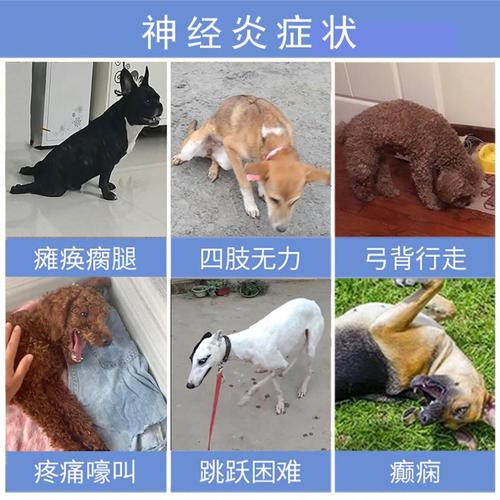 狗四肢无力到处走_狗四肢无力瘫痪了-警犬训练器材厂家 _警犬训练用品_工作犬训练用品-南京开久警犬装备