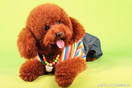 如何给贵宾犬造型？贵宾犬32种经典造型图-警犬训练器材厂家 _警犬训练用品_工作犬训练用品-南京开久警犬装备