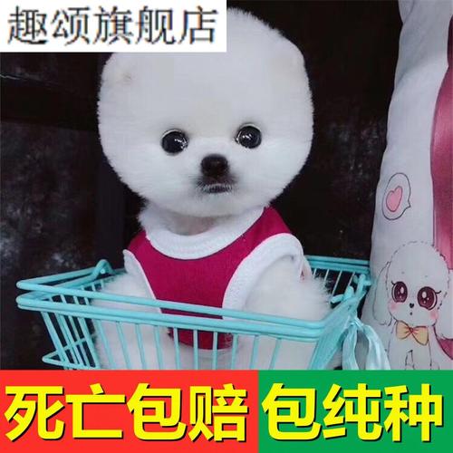 小型宠物犬排名及价格(大型宠物犬排名及价格)-警犬训练器材厂家 _警犬训练用品_工作犬训练用品-南京开久警犬装备