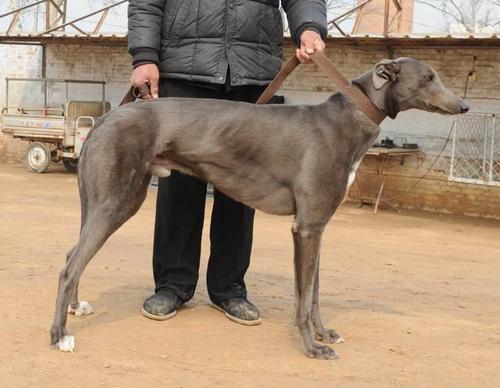 南宫格力犬(南宫格力犬种公飞鱼) - 警犬训练器材厂家 _警犬训练用品_工作犬训练用品-南京开久警犬装备-警犬训练器材厂家 _警犬训练用品_工作犬训练用品-南京开久警犬装备