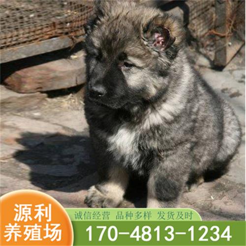 高加索幼犬怎么看纯不纯(高加索怎么看品相) - 警犬训练器材厂家 _警犬训练用品_工作犬训练用品-南京开久警犬装备-警犬训练器材厂家 _警犬训练用品_工作犬训练用品-南京开久警犬装备