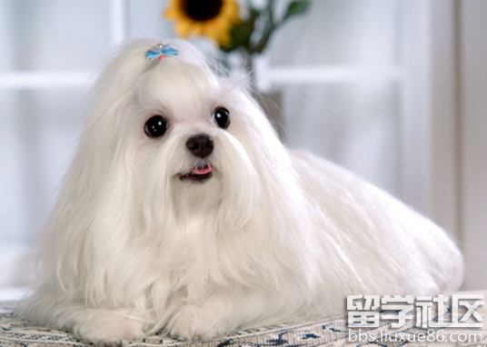 最受欢迎的狗狗品种(宠物狗都有什么品种) - 警犬训练器材厂家 _警犬训练用品_工作犬训练用品-南京开久警犬装备-警犬训练器材厂家 _警犬训练用品_工作犬训练用品-南京开久警犬装备