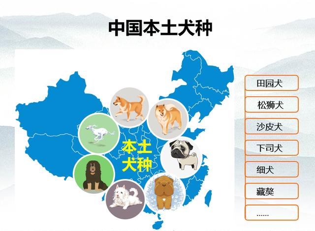 中华田园犬 中华田园犬 *** - 警犬训练器材厂家 _警犬训练用品_工作犬训练用品-南京开久警犬装备-警犬训练器材厂家 _警犬训练用品_工作犬训练用品-南京开久警犬装备