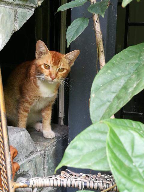 猫狂犬病症状_猫瘟有什么症状表现-警犬训练器材厂家 _警犬训练用品_工作犬训练用品-南京开久警犬装备