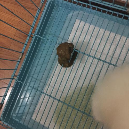 狗狗拉肚子肚子唧唧响 狗狗呕吐,肚子咕咕叫,但不拉肚子 - 警犬训练器材厂家 _警犬训练用品_工作犬训练用品-南京开久警犬装备-警犬训练器材厂家 _警犬训练用品_工作犬训练用品-南京开久警犬装备