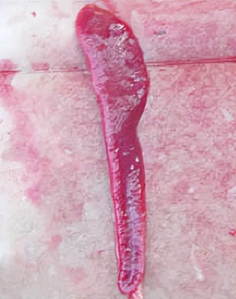 狗狗溶血病症状，溶血病的症状 - 警犬训练器材厂家 _警犬训练用品_工作犬训练用品-南京开久警犬装备-警犬训练器材厂家 _警犬训练用品_工作犬训练用品-南京开久警犬装备