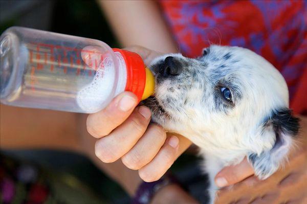 小狗喝奶粉抖_小狗能喝奶粉吗 - 警犬训练器材厂家 _警犬训练用品_工作犬训练用品-南京开久警犬装备-警犬训练器材厂家 _警犬训练用品_工作犬训练用品-南京开久警犬装备