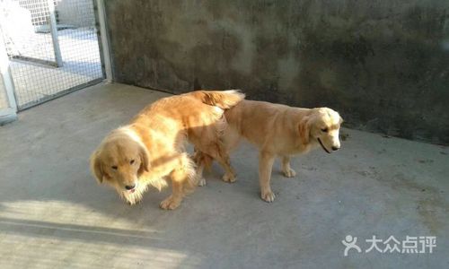 金毛怎么配狗啊(金毛配狗多少天能看出来)-警犬训练器材厂家 _警犬训练用品_工作犬训练用品-南京开久警犬装备