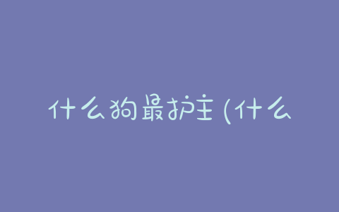 什么狗最护主(什么狗最护主但不禁养)-警犬训练器材厂家 _警犬训练用品_工作犬训练用品-南京开久警犬装备