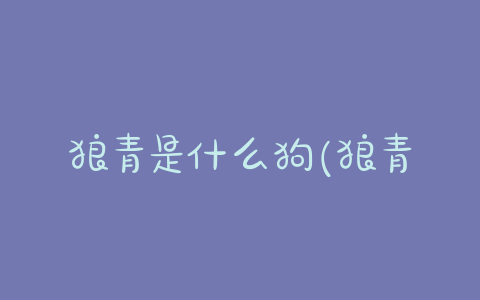 狼青是什么狗(狼青犬是什么狗)-警犬训练器材厂家 _警犬训练用品_工作犬训练用品-南京开久警犬装备