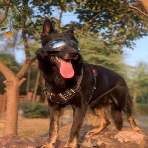 工作犬专用护目眼镜-警犬训练器材厂家 _警犬训练用品_工作犬训练用品-南京开久警犬装备