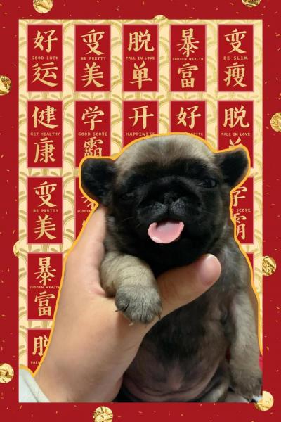 刚出生狗狗几天打疫苗吗(刚出生的狗狗几天可以走) - 警犬训练器材厂家 _警犬训练用品_工作犬训练用品-南京开久警犬装备-警犬训练器材厂家 _警犬训练用品_工作犬训练用品-南京开久警犬装备