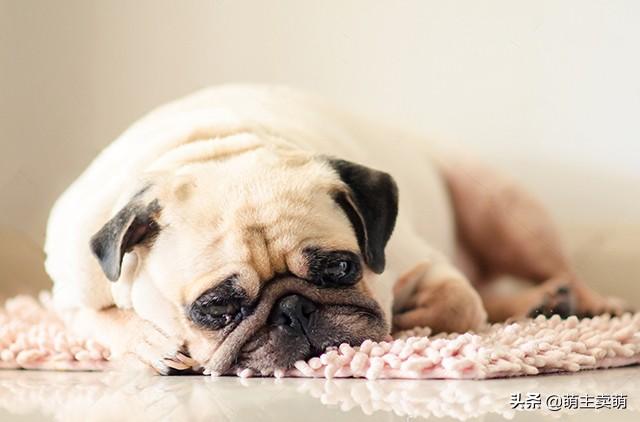 小狗不吃东西呕吐还拉咖啡色便便 - 警犬训练器材厂家 _警犬训练用品_工作犬训练用品-南京开久警犬装备-警犬训练器材厂家 _警犬训练用品_工作犬训练用品-南京开久警犬装备