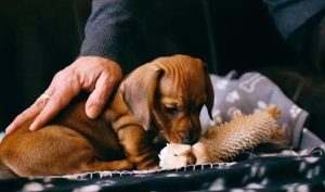 出生后小狗多久排便(刚出生的小狗排便)-警犬训练器材厂家 _警犬训练用品_工作犬训练用品-南京开久警犬装备