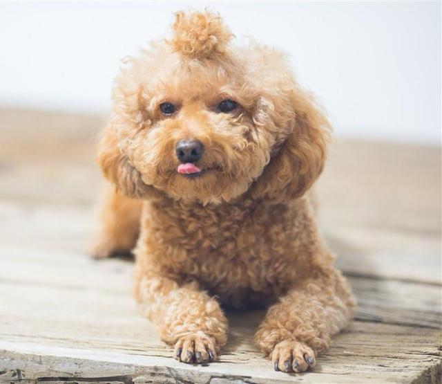 刚出生泰迪小狗怎么护理(泰迪刚出生小狗崽) - 警犬训练器材厂家 _警犬训练用品_工作犬训练用品-南京开久警犬装备-警犬训练器材厂家 _警犬训练用品_工作犬训练用品-南京开久警犬装备