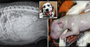 狗狗配时正常会叫吗？狗狗配了62天还没有下正常吗-警犬训练器材厂家 _警犬训练用品_工作犬训练用品-南京开久警犬装备