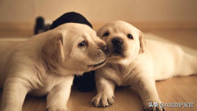 小狗的呼吸声很大怎么办？耳朵呼吸声很大怎么办 - 警犬训练器材厂家 _警犬训练用品_工作犬训练用品-南京开久警犬装备-警犬训练器材厂家 _警犬训练用品_工作犬训练用品-南京开久警犬装备