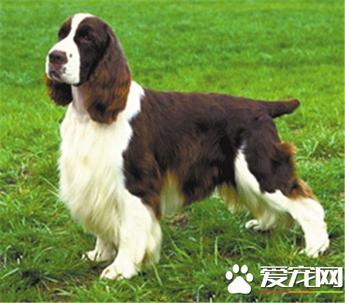 狗狗每天应摄入多少钙(狗狗每天摄入多少盐) - 警犬训练器材厂家 _警犬训练用品_工作犬训练用品-南京开久警犬装备-警犬训练器材厂家 _警犬训练用品_工作犬训练用品-南京开久警犬装备