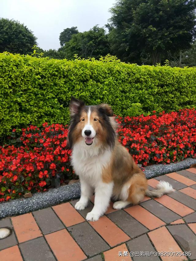 最萌最萌的小狗狗 *** - 警犬训练器材厂家 _警犬训练用品_工作犬训练用品-南京开久警犬装备-警犬训练器材厂家 _警犬训练用品_工作犬训练用品-南京开久警犬装备