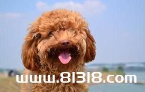 泰迪狗狗便便臭 是硬的(泰迪狗狗便便有点软成型)-警犬训练器材厂家 _警犬训练用品_工作犬训练用品-南京开久警犬装备