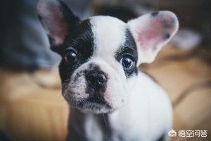 狗狗得了蜂窝组织炎会死吗?狗狗皮下蜂窝组织炎-警犬训练器材厂家 _警犬训练用品_工作犬训练用品-南京开久警犬装备