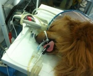 狗狗淋雨后生病怎么办(狗狗淋雨后生病的症状)-警犬训练器材厂家 _警犬训练用品_工作犬训练用品-南京开久警犬装备