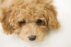 小狗为什么会突然抽搐？小狗突然抽搐怎么办-警犬训练器材厂家 _警犬训练用品_工作犬训练用品-南京开久警犬装备