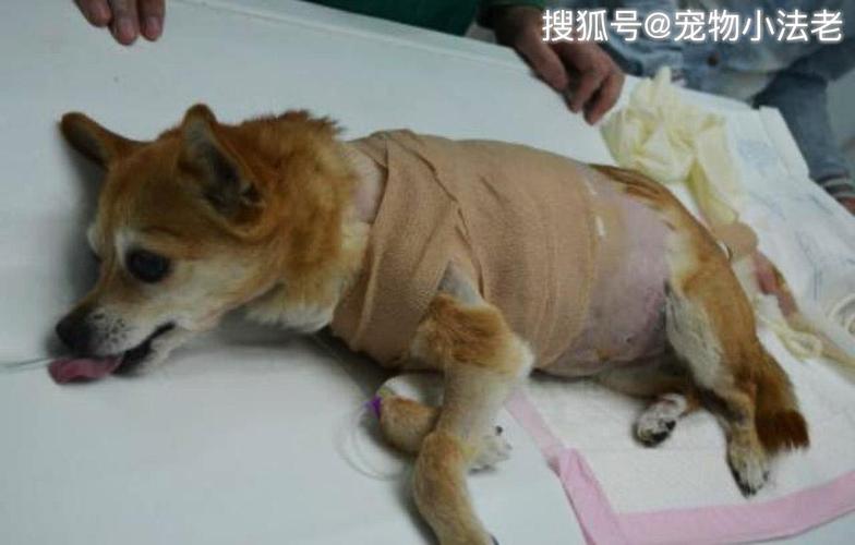 狗狗跑完干呕(狗狗跑完干呕咳嗽怎么回事) - 警犬训练器材厂家 _警犬训练用品_工作犬训练用品-南京开久警犬装备-警犬训练器材厂家 _警犬训练用品_工作犬训练用品-南京开久警犬装备