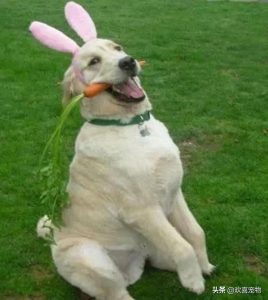 狗狗肠胃不好吃症状(狗狗肠胃不好吃点什么食物比较好)-警犬训练器材厂家 _警犬训练用品_工作犬训练用品-南京开久警犬装备