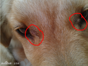 三个月的小狗身上脱皮是怎么回事啊-警犬训练器材厂家 _警犬训练用品_工作犬训练用品-南京开久警犬装备