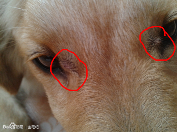 三个月的小狗身上脱皮是怎么回事啊 - 警犬训练器材厂家 _警犬训练用品_工作犬训练用品-南京开久警犬装备-警犬训练器材厂家 _警犬训练用品_工作犬训练用品-南京开久警犬装备