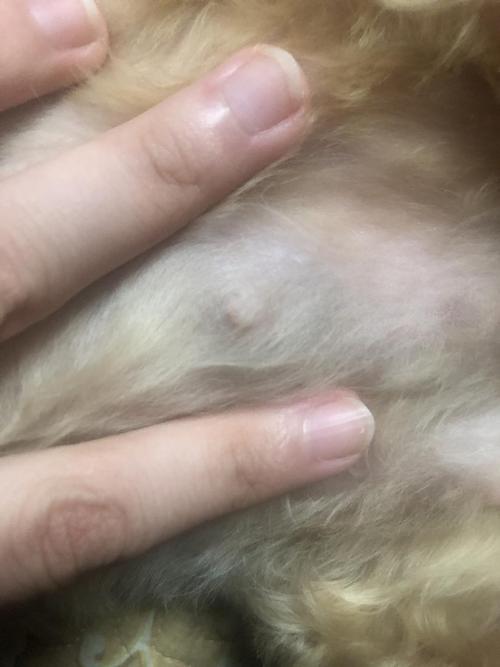 狗狗 *** 房下面有硬块(狗狗最下面一对 *** 房有硬块) - 警犬训练器材厂家 _警犬训练用品_工作犬训练用品-南京开久警犬装备-警犬训练器材厂家 _警犬训练用品_工作犬训练用品-南京开久警犬装备