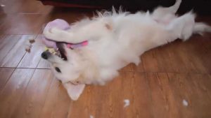 狗狗吼我怎么办(狗狗总是低吼怎么办)-警犬训练器材厂家 _警犬训练用品_工作犬训练用品-南京开久警犬装备