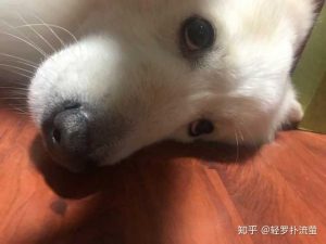 小狗偶尔喘(小狗偶尔喘气有杂音)-警犬训练器材厂家 _警犬训练用品_工作犬训练用品-南京开久警犬装备