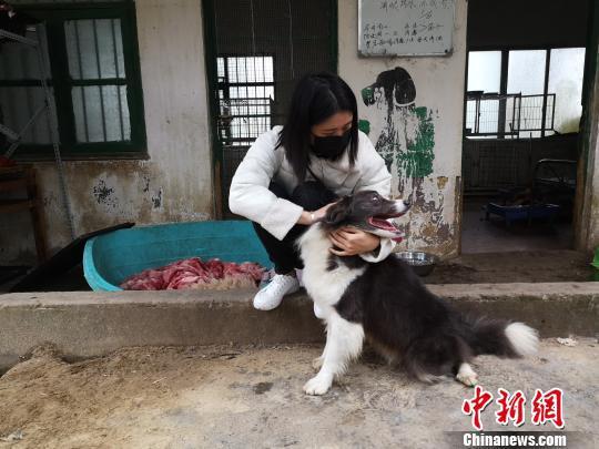 领养狗狗会不会被骗(领养狗狗被骗了怎么办) - 警犬训练器材厂家 _警犬训练用品_工作犬训练用品-南京开久警犬装备-警犬训练器材厂家 _警犬训练用品_工作犬训练用品-南京开久警犬装备